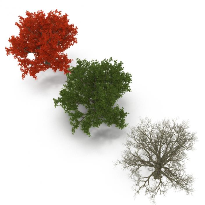 3D model Red Oak Old Tree Set